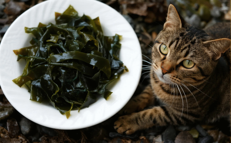 Is Seaweed Safe for Cats Nutrition & Warning Signs