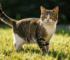 What Does It Mean When a Cat Is in Heat