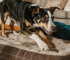 Why Dogs Scratch Their Beds