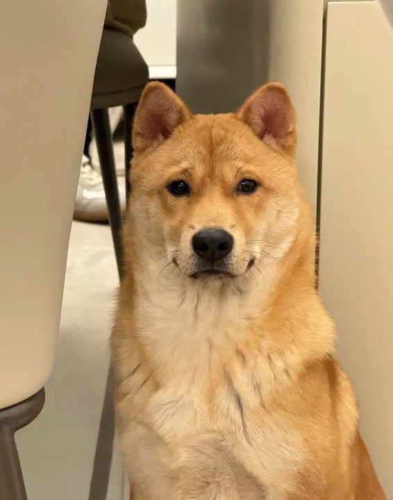 PawPawNest
