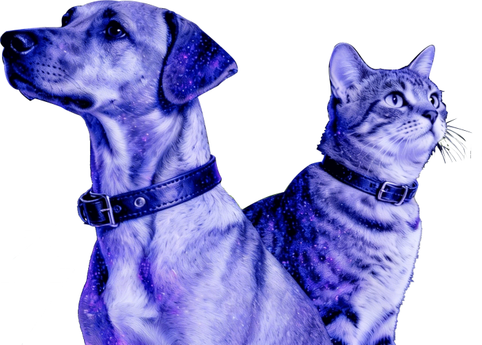 dog&cat